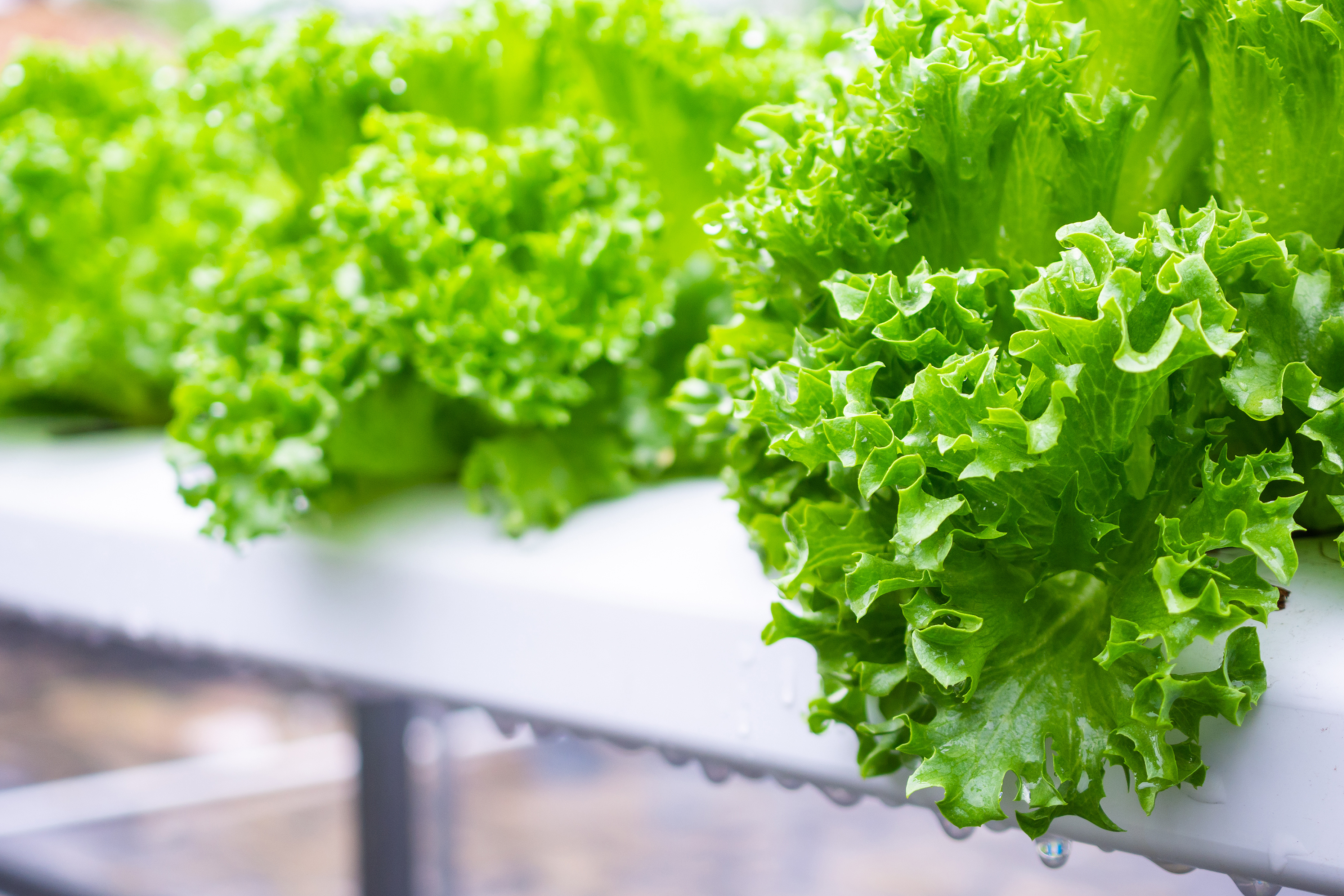 Hydroponic Agriculture